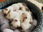 Тайские сиамские котята объявление продам
