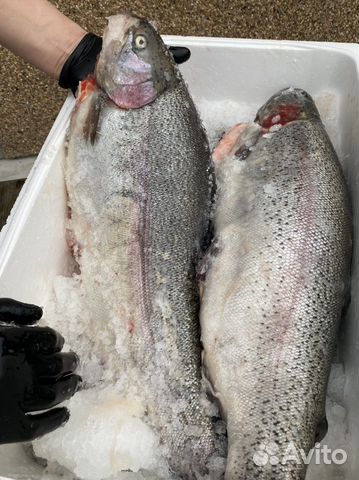 Свежая рыба форель из Карелии