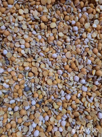 Горох колотый (сечка) некондиция на корм