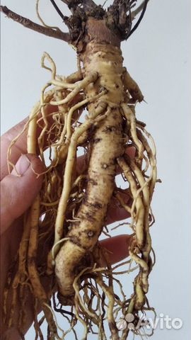 Шлемник Байкальский (корни) и Астрагал