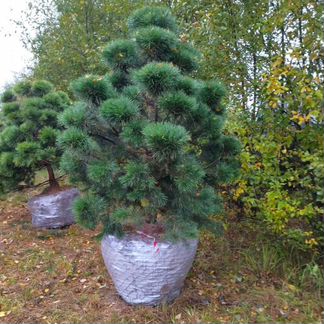 Бонсай из сосны норвежской крупномер 2,5-3,5 м