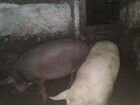 Крупно-белые свиньи объявление продам