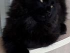 Чисто чёрный котик полидакт объявление продам