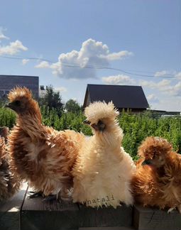 Карликовые Кохи Орловские Бентамка Сизли