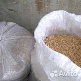 Пшеница, кукуруза