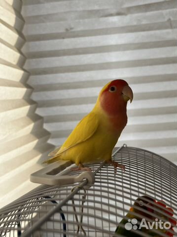 Пара неразлучников