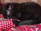 Котёнок от сибирской кошки, зовут Бося, 1,5 месяц