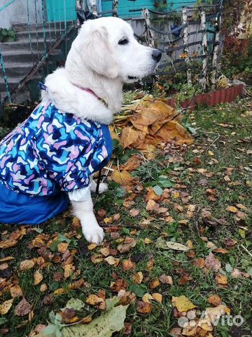 Костюм для собаки