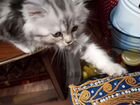 Шотландские вислоухие котята объявление продам