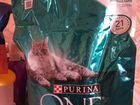 Котята. Метисы Тайской породы и Священной Бирмы объявление продам
