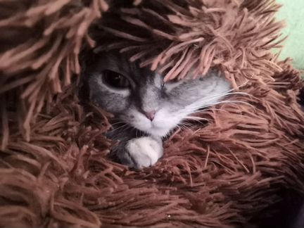 Стерилизация кошек