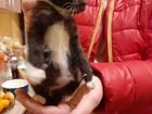 Котята в добрые руки даром объявление продам
