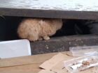 Котята ищют дом объявление продам