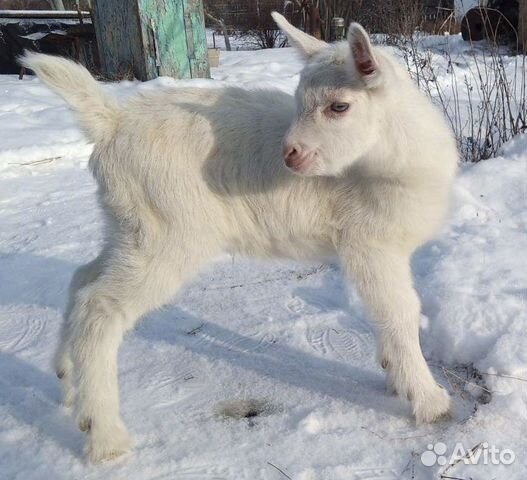 Козлик зааненский чистопородный