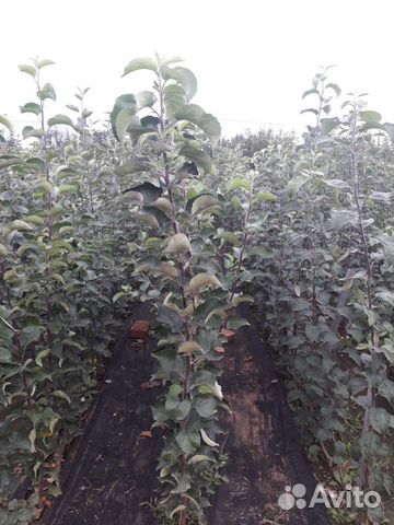 Саженцы яблони,груши,абрикоса,смородины жимолости