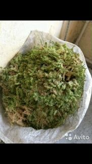 Свежий мох сфагнум, болотный 2023г