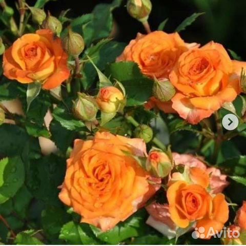 Розы Сортовые, саженцы