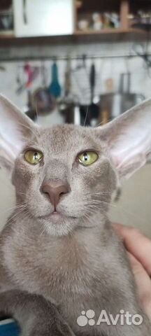 Ориентальный кот вязка