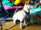 Собака Лабрадор 2.5 месяца объявление продам