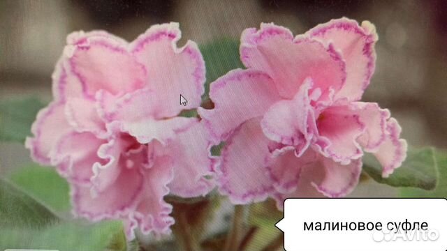 Детки сортовых фиалок