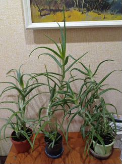 Алоэ трёхлетние