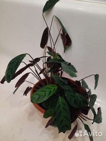 Ктенанта Бурле-Макси