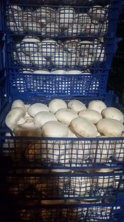 Свежие Шампиньоны