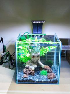 Аквариум под ключ с петушком
