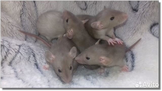 Крысята Дамбо. Крысы шоколадки