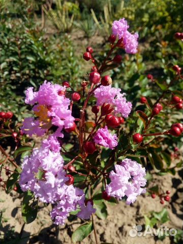 Лагерстремия (индийская сирень)