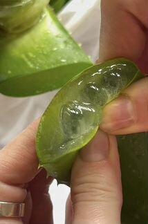 Алоэ, лекарственое растение