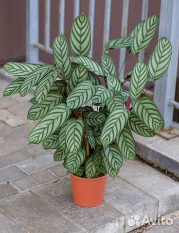 Калатея Ктенанта Сентоза