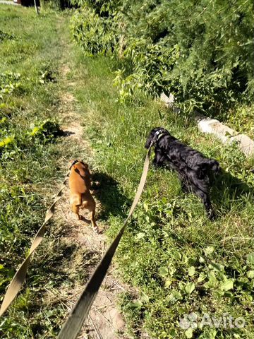 Выгул собак