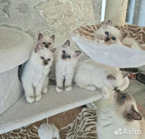 Котята кошечки Рэгдолл