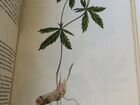 Книга Растения полей и лесов, 1987 г объявление продам