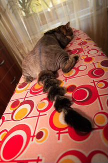 Стрижка, кастрация, наркоз