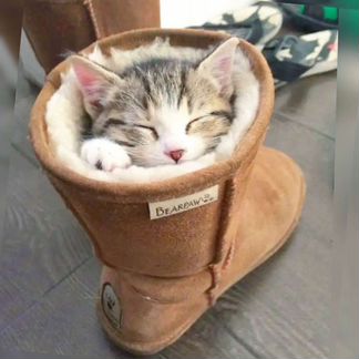 Кошечки, котята, котики, любой окрас