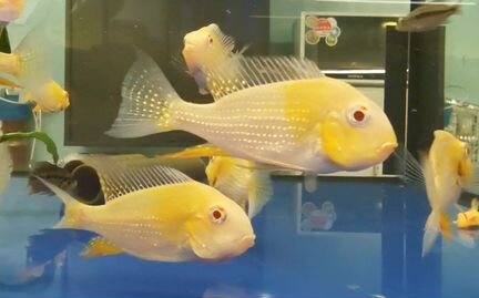 Цихлы, Цихлазомы, геофагусы и прочие