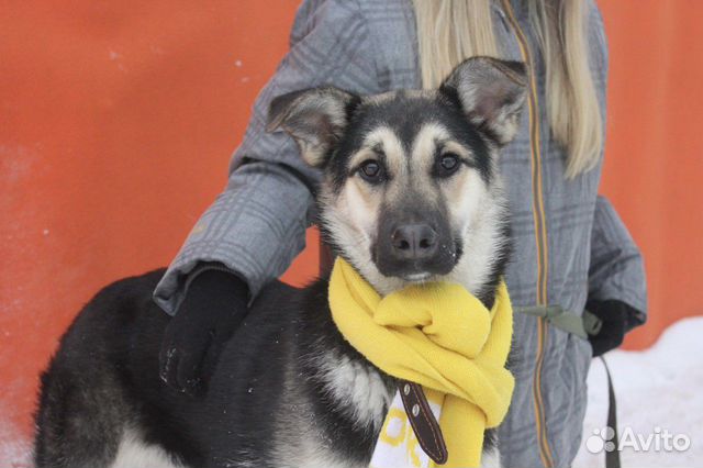 Овчаристая малышка ищет дом