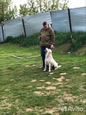 Услуги кинолога