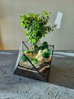 Бонсай во флорариуме октаэдре