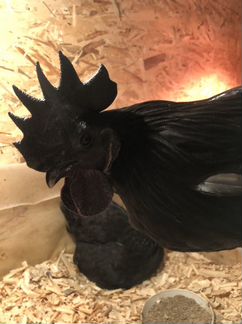 Куры, Петухи Ухейилюй, инкубационное яйцо