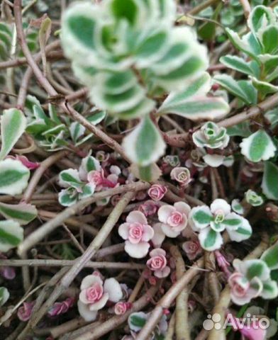 Кизильник, колокольчики, арабис, седумы, малина