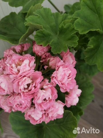 Пеларгония герань сортовые