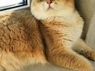 Шотландский кот, золотая шиншилла, вязка