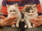 Кошечка и котик объявление продам
