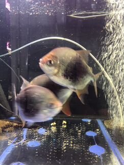 Lamax, (Ламакс ) мелеусы,метинисы