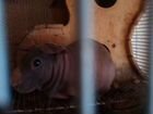Морская свинка(лысая,цвет коричневый)