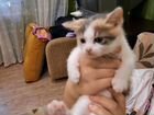Котята метис мегконского бобтейла объявление продам