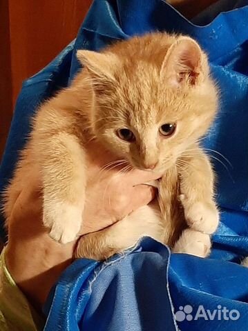 Рыжий малыш из развалин